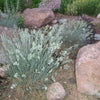 100 BLUE Sheeps FESCUE GRASS Festuca Ovina Glauca Cinerea Seeds
