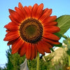 25 RED SUN SUNFLOWER Helianthus Annuus Flower Seeds