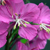 300 FIREWEED / ROSEBAY (Great Willowherb) Epilobium Angustifolium Flower Seeds