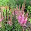 50 Mixed Colors VERONICA SIGHTSEEING MIXTURE (Spike Speedwell) Veronica Spicata Flower Seeds