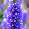 50 Mixed Colors VERONICA SIGHTSEEING MIXTURE (Spike Speedwell) Veronica Spicata Flower Seeds