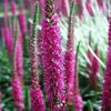 50 Mixed Colors VERONICA SIGHTSEEING MIXTURE (Spike Speedwell) Veronica Spicata Flower Seeds