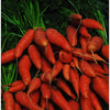 1500 LITTLE FINGERS CARROT Daucus Carota Vegetable Seeds