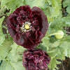 250 BLACK PEONY POPPY Papaver Peoniflorum Flower Seeds