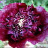 250 BLACK PEONY POPPY Papaver Peoniflorum Flower Seeds