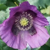400 PERSIAN BLUE POPPY Papaver Somniferum Flower Seeds