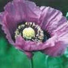 400 PERSIAN BLUE POPPY Papaver Somniferum Flower Seeds