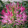 250 MIXED Colors QUEEN CLEOME (Spider Flower) Cleome Hassleriana Cleome Spinosa Flower Seeds