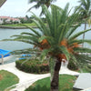 10 CANARY ISLAND Date PALM Phoenix Canariensis Tree Seeds