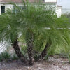 10 CANARY ISLAND Date PALM Phoenix Canariensis Tree Seeds