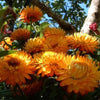 100 ORANGE DOUBLE STRAWFLOWER Helichrysum Monstrosum Flower Seeds