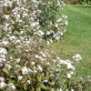 50 CHOCOLATE Joe PYE WEED Eupatorium Rugosum Flower Seeds