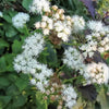 50 CHOCOLATE Joe PYE WEED Eupatorium Rugosum Flower Seeds