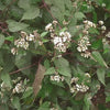 50 CHOCOLATE Joe PYE WEED Eupatorium Rugosum Flower Seeds