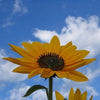 50 SKYSCRAPER SUNFLOWER Helianthus Annuus Flower Seeds