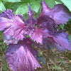 500 DARK OPAL BASIL (Purple Ruffles) Ocimum Basilicum Herb Flower Seeds