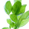 1000 LICORICE BASIL Ocimum Basilicum HERB Flower Seeds