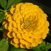 250 Mixed Colors Common GARDEN ZINNIA Elegans Flower Seeds