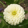 250 Mixed Colors Common GARDEN ZINNIA Elegans Flower Seeds