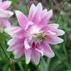 100 MIXED EUROPEAN COLUMBINE Aquilegia Flower Seeds