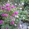 100 MIXED EUROPEAN COLUMBINE Aquilegia Flower Seeds