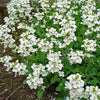 800 WHITE ALPINE ROCKCRESS Aubrieta Rock Cress Arabis Alpina Flower Seeds