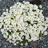 800 WHITE ALPINE ROCKCRESS Aubrieta Rock Cress Arabis Alpina Flower Seeds