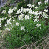 800 WHITE ALPINE ROCKCRESS Aubrieta Rock Cress Arabis Alpina Flower Seeds