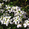 800 WHITE ALPINE ROCKCRESS Aubrieta Rock Cress Arabis Alpina Flower Seeds