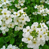 800 WHITE ALPINE ROCKCRESS Aubrieta Rock Cress Arabis Alpina Flower Seeds