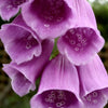 1000 PURPLE FOXGLOVE Digitalis Purpurea Flower Seeds