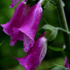 1000 PURPLE FOXGLOVE Digitalis Purpurea Flower Seeds