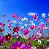 350 COSMOS SENSATION MIX Mixed Colors Cosmos Bipinnatus Flower Seeds