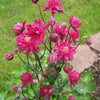 50 Clementine RED DOUBLE COLUMBINE Aquilegia Vulgaris Flower Seeds