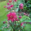 50 Clementine RED DOUBLE COLUMBINE Aquilegia Vulgaris Flower Seeds