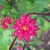 50 Clementine RED DOUBLE COLUMBINE Aquilegia Vulgaris Flower Seeds