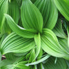 100 VIRGINIA BUNCHFLOWER LILY (White Hellebore / Corn Lily) Melanthium Virginicum Flower Seeds