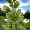 100 VIRGINIA BUNCHFLOWER LILY (White Hellebore / Corn Lily) Melanthium Virginicum Flower Seeds
