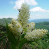 100 VIRGINIA BUNCHFLOWER LILY (White Hellebore / Corn Lily) Melanthium Virginicum Flower Seeds