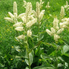 100 VIRGINIA BUNCHFLOWER LILY (White Hellebore / Corn Lily) Melanthium Virginicum Flower Seeds