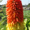 50 TORCH LILY Red Hot Poker / Tritoma / Kniphofia Uvaria Flower Seeds