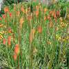 50 TORCH LILY Red Hot Poker / Tritoma / Kniphofia Uvaria Flower Seeds
