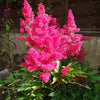 100 PINK MIX ASTILBE (False Spirea / False Goats Beard) Astilbe Chinensis Flower Seeds