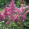 100 PINK MIX ASTILBE (False Spirea / False Goats Beard) Astilbe Chinensis Flower Seeds