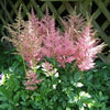 100 PINK MIX ASTILBE (False Spirea / False Goats Beard) Astilbe Chinensis Flower Seeds