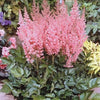 100 PINK MIX ASTILBE (False Spirea / False Goats Beard) Astilbe Chinensis Flower Seeds