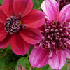 50 EARLY BIRD DAHLIA Mixed Colors Flower Seeds