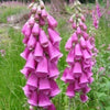 1000 Seeds MIXED FOXGLOVE Digitalis Purpurea Flower Seeds