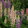 75 Mixed Colors RUSSELL LUPINE (Streamside, Bigleaf, Garden, or Washington Lupine) Lupinus Polyphyllus Flower Seeds