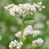200 Organic BUCKWHEAT Fagopyrum Esculentum Grain Cover Crop Ground Cover Flower Vegetable Seeds